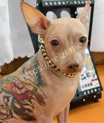 文身犬